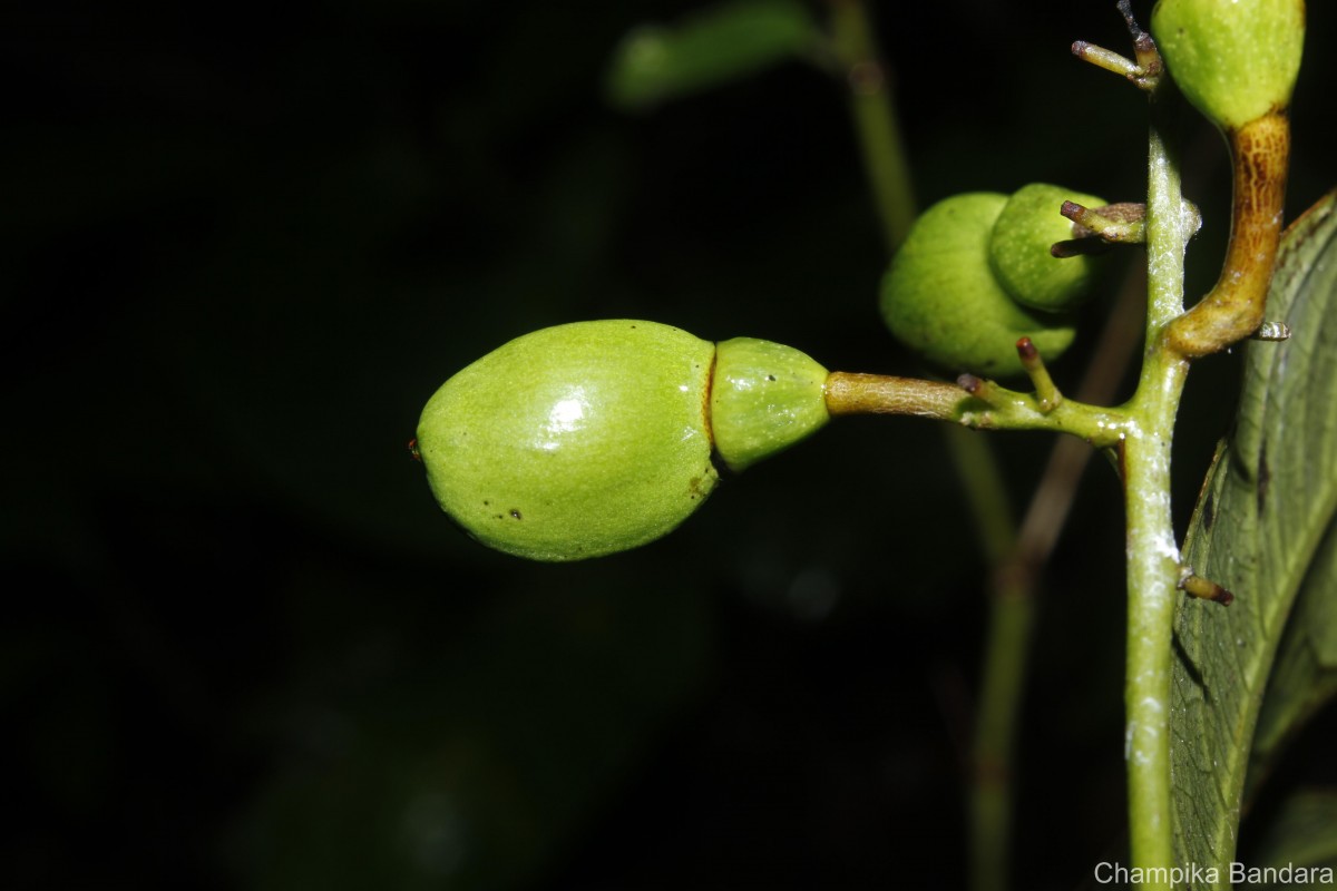 Semecarpus acuminatus Thwaites
